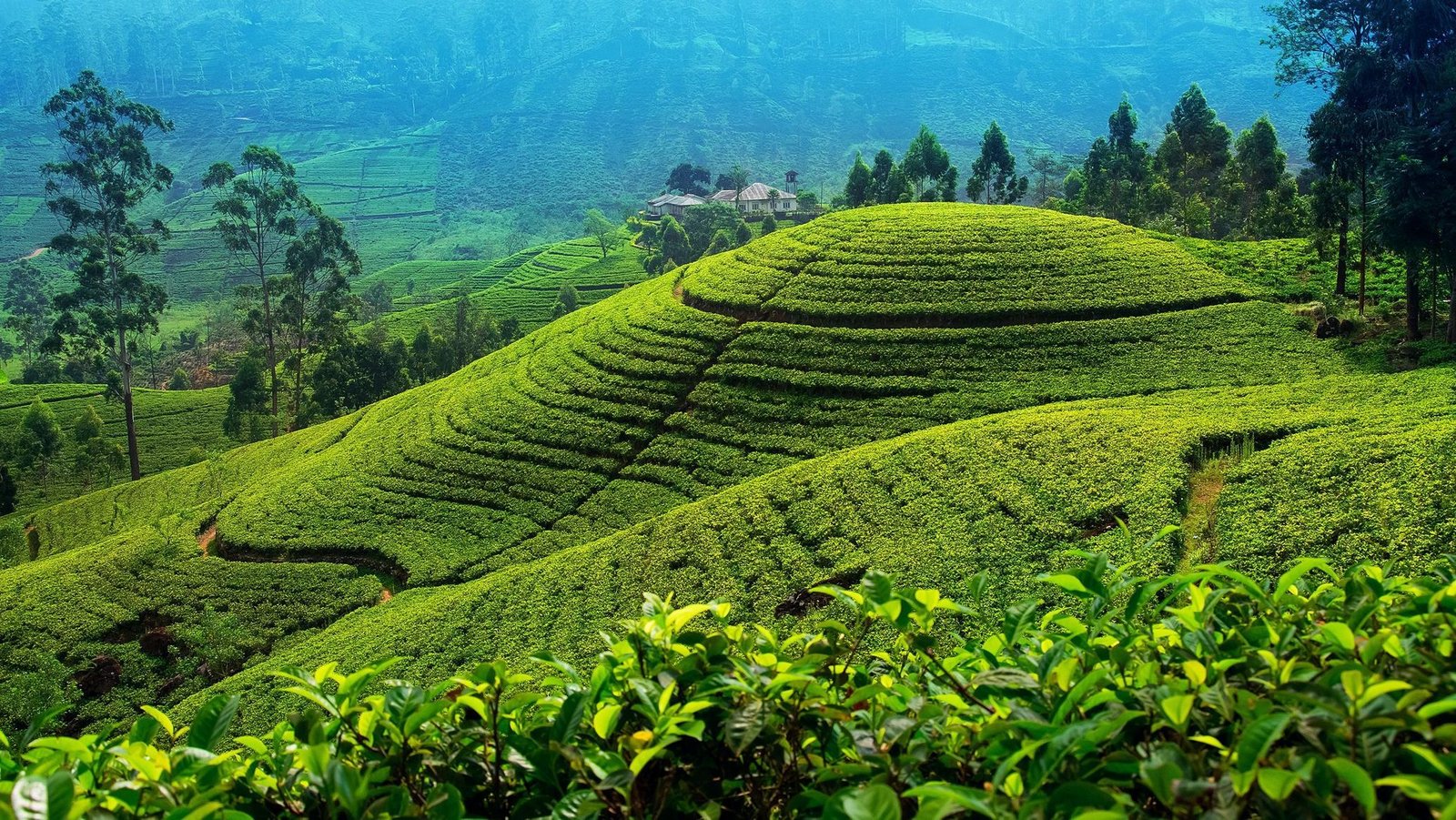 Nuwara-Eliya.jpg
